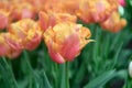 Semi-double tulip Tulipa Astronaut Andre Kuipers, bright orange-red flowers